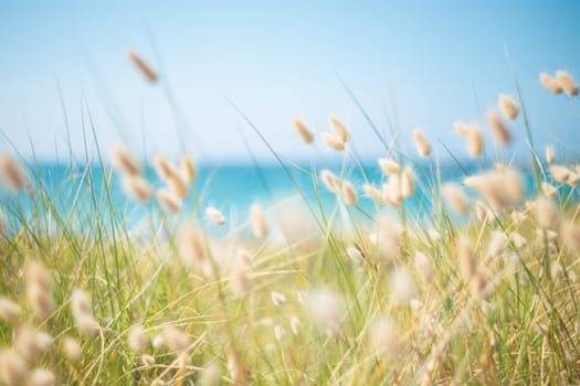 Hares tail grass (Lagurus ovatus) on sand dune near the ocean