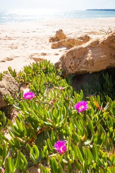 Vertical view at Armação de Pêra beach, with flowers in the foreground, Algarve, Portugal