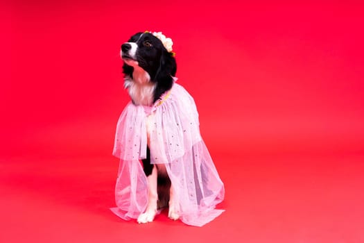 Close-up of Border Collie, 1.5 years old, looking at a camera against red and yellow background