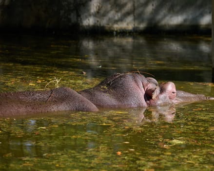 An adult hippopotamus swims in a pond on an autumn day