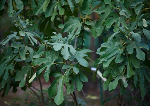 Fig bushes with green leaves in the garden