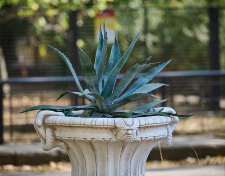 Urban flowerpot with green agave leaves in the park