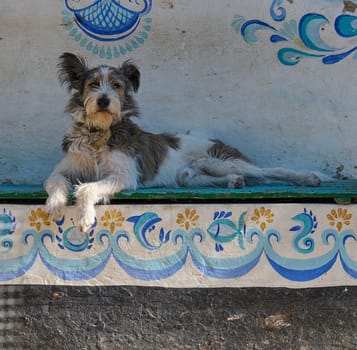 A stray dog ​​lies near a house on a summer day