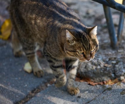 An adult stray cat walks along a path on a summer day