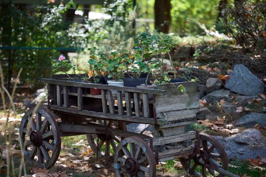 Wooden cart as a decorative element of a garden with flowers on a summer day