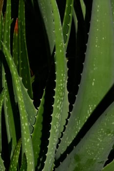 Aloe vera, medicinal plant with fresh leaves