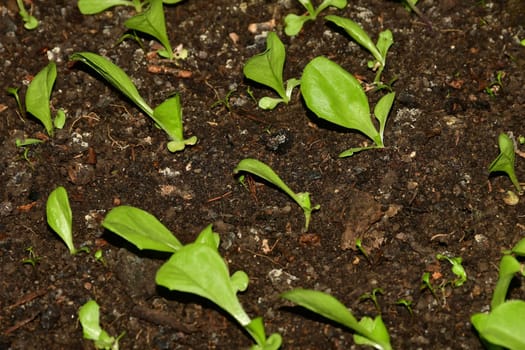 endive salad, young seedlings in a closeup