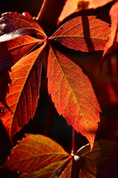 wild wine leaves in autumnal colors