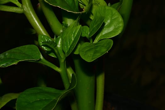 Malabar spinach in a greenhouse in a closeup