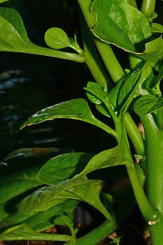 Malabar spinach in a greenhouse in a closeup