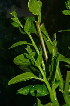 Malabar spinach in a greenhouse in a closeup