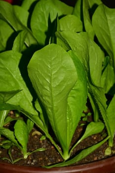 sugarleaf  salad, young seedlings in a pot