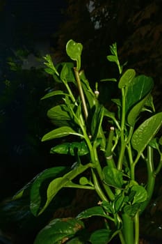 Malabar spinach in a greenhouse in a closeup