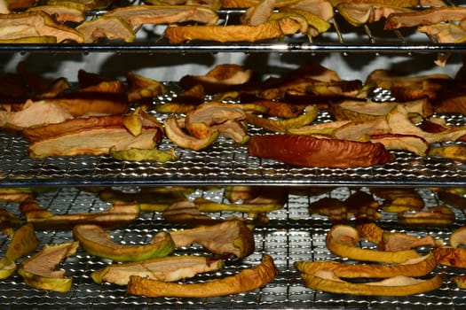 apple rings in a dehydrator