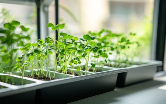 Fresh microgreens sprouting in plastic containers on windowsill. Urban gardening and healthy eating concept with natural light and blurred background.