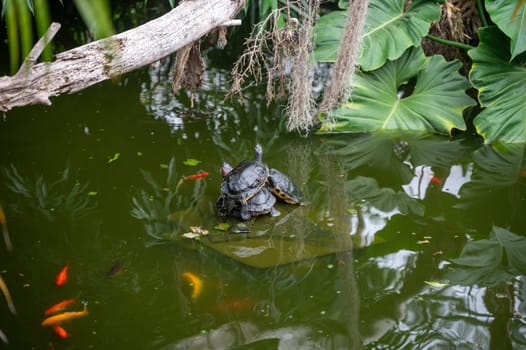 Turtles lying on top of each other in a pond with fish