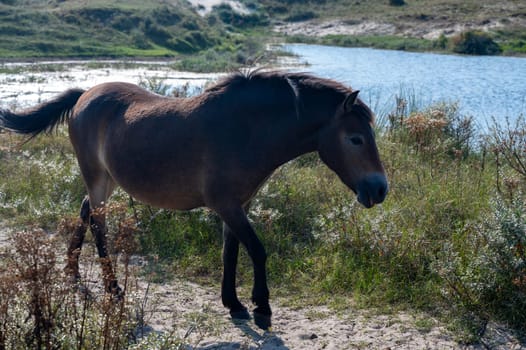 Konik wild horses and Exmoor ponies live in a dune landscape in a nature reserve, for a natural management of the dunes to curb the proliferation of the bushes, near Egmond aan Zee in the Netherlands