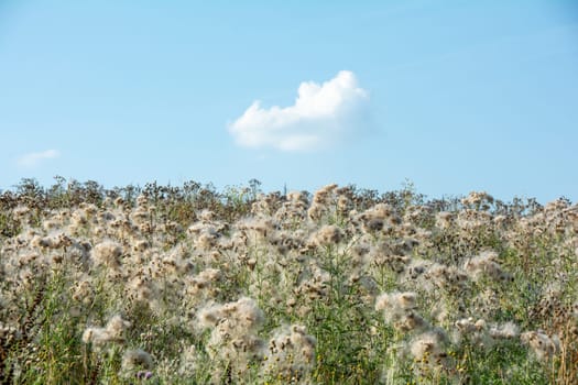Wilted thistles in a field with lots of flying seeds
