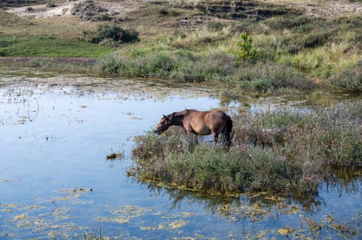 Konik wild horses and Exmoor ponies live in a dune landscape in a nature reserve, for a natural management of the dunes to curb the proliferation of the bushes, near Egmond aan Zee in the Netherlands