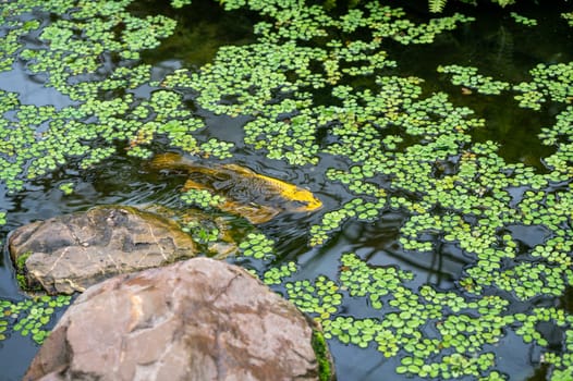 A Koi carp fish in the water of a pond