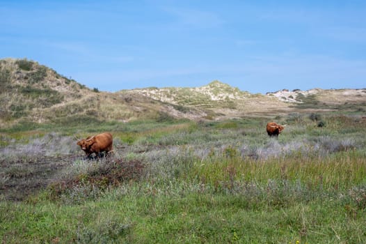 Scottish Highland cattle stand in the dune hinterland in a nature reserve near Egmond aan Zee in the Netherlands
