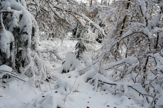Branches of trees full of snow in a forest