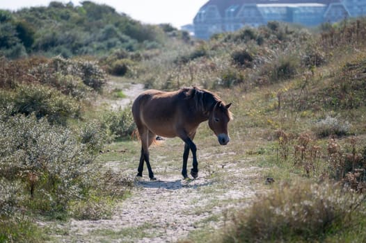 Konik wild horses and Exmoor ponies live in a dune landscape in a nature reserve, for natural management of the dunes to curb the growth of shrubs, near Egmond aan Zee in the Netherlands