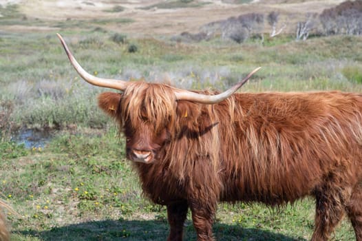 A Scottish Highland cattle in the dune hinterland in a nature reserve near Egmond aan Zee in the Netherlands