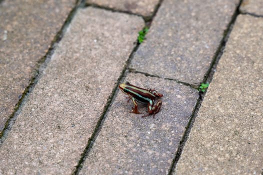 Anthony's poison dart frog (Epipedobates anthonyi) sits on the paving stones of a sidewalk