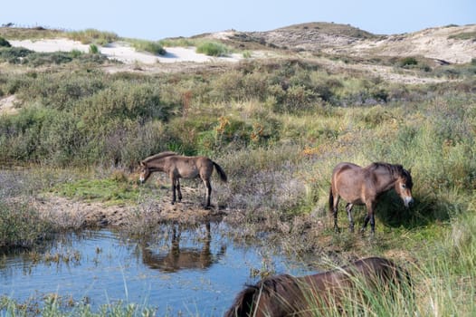 Konik wild horses and Exmoor ponies live in a dune landscape in a nature reserve, for a natural management of the dunes to curb the proliferation of the bushes, near Egmond aan Zee in the Netherlands
