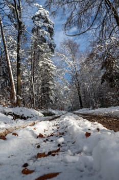 Forest path with lots of snow in the foreground with blurred forest in the background