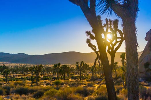 Joshua Tree national park in the evening, during golden hour and sunset, with blue sky