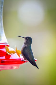 Hummingbird perched on a red feeder with blurry background