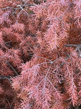 Close-up of pinkish coniferous tree branches with pinkish needles that have changed color under the hot sun. Unique plant coloration and intricate branches.