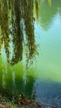 The long branches of the weeping willow lean toward the calm greenish lake, creating a peaceful reflection on the surface of the water.