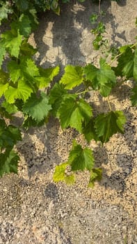 Vine with young green leaves on a sunlit wall. High quality photos