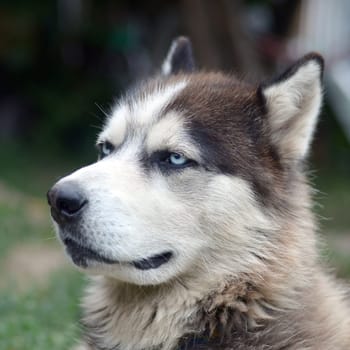 Alaskan Malamute with blue eyes. The Arctic Malamute is a wonderful fairly large dog native type designed to work in harness, one of the oldest breeds of dogs
