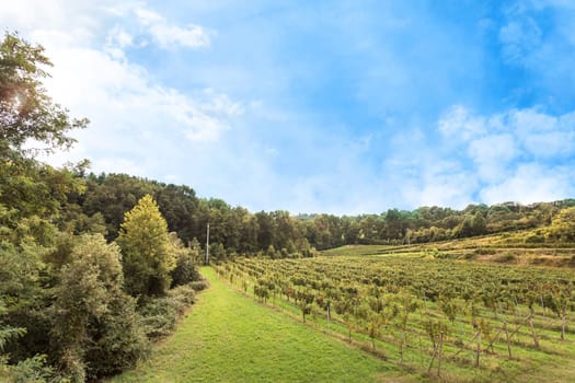 Panorama of the beautiful vineyards landscape in Italy against a blue sky with white clouds
