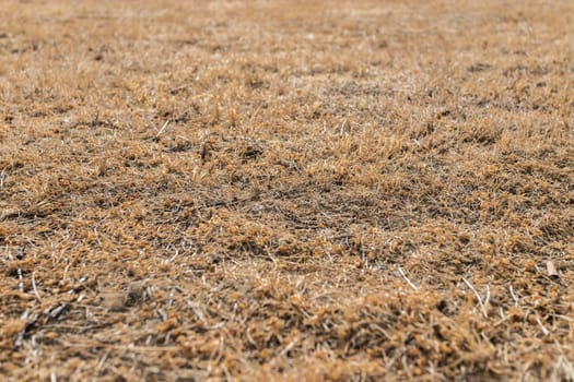 Brown grass full frame background dry and burned by sunlight