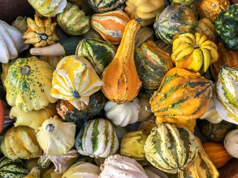 Collection of pumpkins of different colors. Autumn harvest. Halloween event. Nature and well-being.