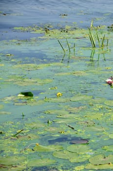 The surface of an old swamp covered with duckweed and lily leaves. Many small green leaves over dark water background