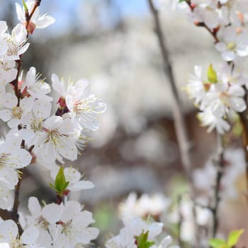 Pink Apple Tree Blossoms with white flowers on blue sky background in Spring