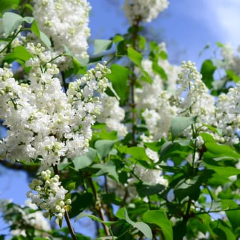 Branches of white lilac and green leaves. Background with beautiful blooming branch of lilac