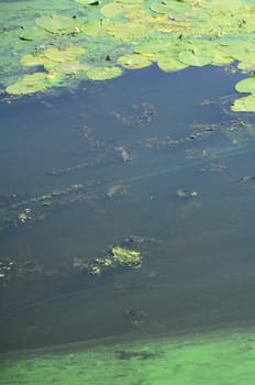 The surface of an old swamp covered with duckweed and lily leaves. Many small green leaves over dark water background