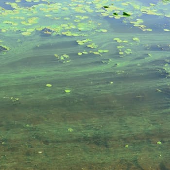 The surface of an old swamp covered with duckweed and lily leaves. Many small green leaves over dark water background