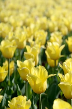 Bright colorful yellow tulip with green stems blossoms in spring time. Beautiful fresh flowerbed under the open air