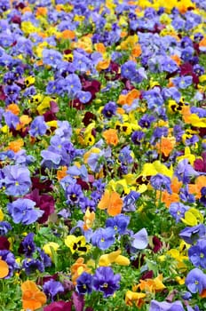 Multicolor pansy flowers or pansies as background or card. Field of colorful pansies with white yellow and violet pansy flowers on flowerbed in perspective.