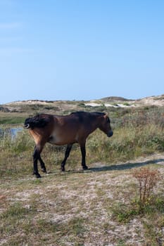 Konik wild horses and Exmoor ponies live in a dune landscape in a nature reserve, for natural management of the dunes to curb the growth of shrubs, near Egmond aan Zee in the Netherlands