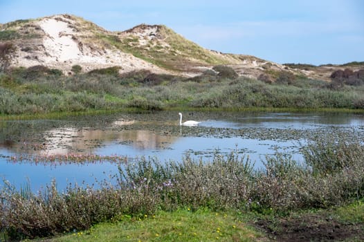 Small lake in a dune landscape, in a nature reserve near Egmond aan Zee in the Netherlands, a swan ( Cygnus ) swims in the water