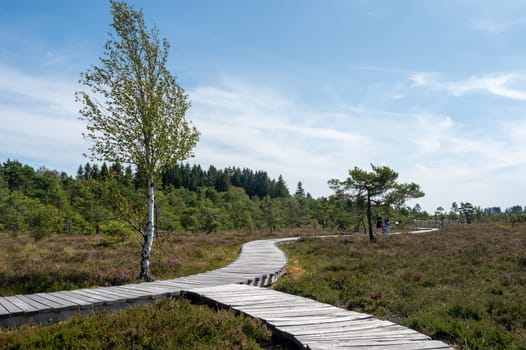 Black moor in the Rhoen, Bavaria, Germany, in summer  with Heather and  a new moor path